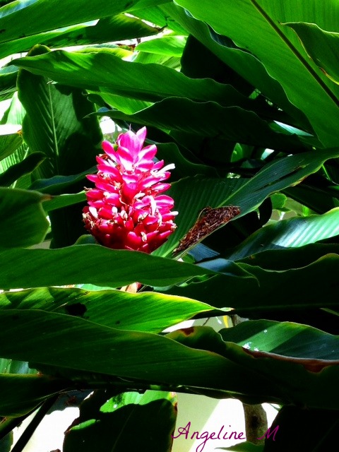hawaiianflower1