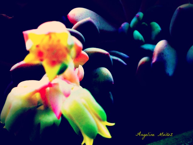 succulentflowermacro