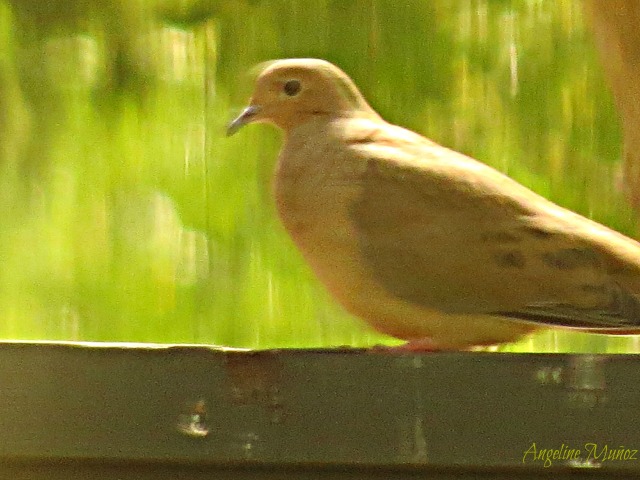 dove on fence