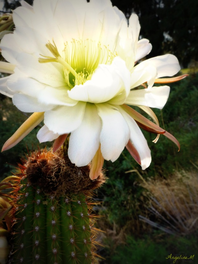 cactusflower1