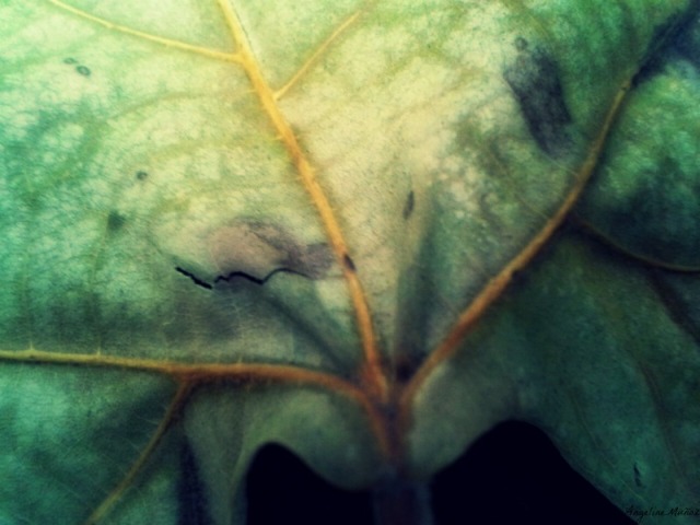 leafedited
